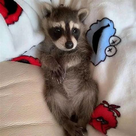 com Phone 5516559929. . Baby raccoon for sale craigslist near new jersey